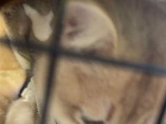 -瑞鹏宠物医院·夜间急症·心超·猫科(祖庙分店)