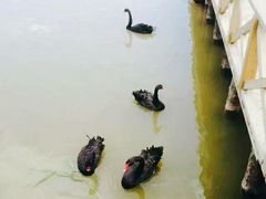 -哈素海