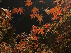 -青枫公园