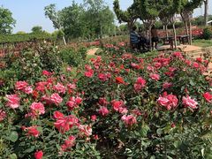 -武汉紫薇都市田园