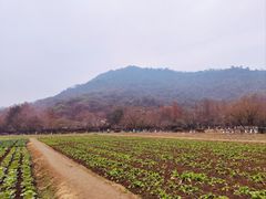 -八卦田遗址公园