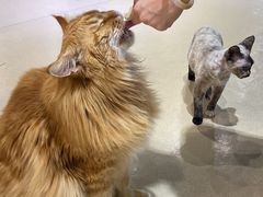 -藏猫猫咖啡主题馆(中央大道店)