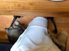 -more than meow吴止猫主题餐厅(承德 中船汇店)