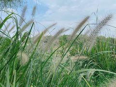 -昆山城市生态森林公园