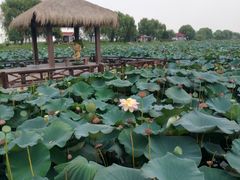 -焦岗湖旅游度假区