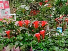 -秦美花卉(天朗·莱茵小城2期店)