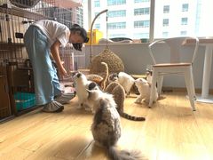 -Cappucimeow猫咪咖啡馆(韦伯时代店)