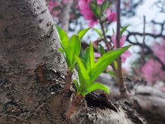 -桃花堤公园