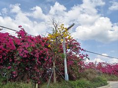 -光明小镇欢乐田园