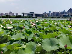 -月湖风景区