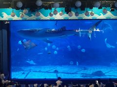 -烟台海昌鲸鲨海洋公园