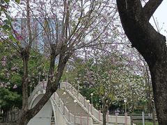 -金砂公园