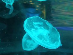 -西安曲江海洋极地公园