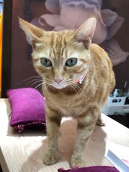 -EasyLady美甲沙龙