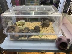 -花鸟鱼虫鲜花绿植市场(玉泉路店)