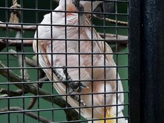 -新加坡飞禽公园