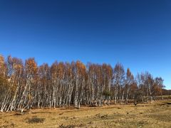 -乌兰布统景区-白桦林