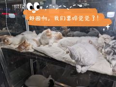 -中环花鸟鱼虫市场