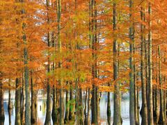 -白鹭湾湿地公园