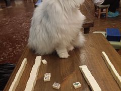 -猫猫幼稚园·撸猫·桌游·电玩