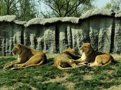 -北京野生动物园