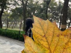 -八大关景区