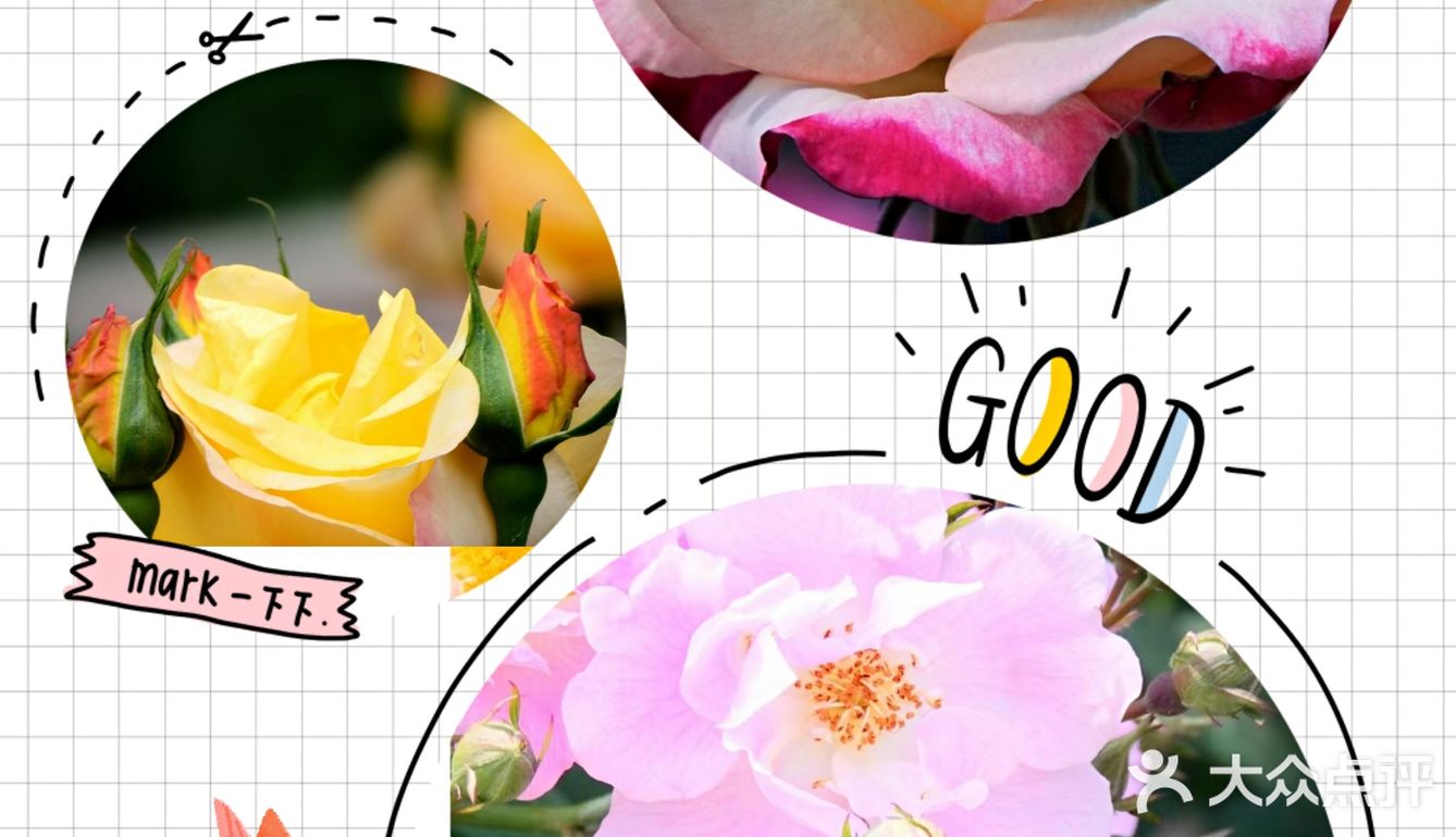 樱花谢了，看啥呢？这里的月季绝绝子