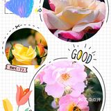 樱花谢了，看啥呢？这里的月季绝绝子