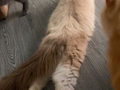 -猫亿天猫咖