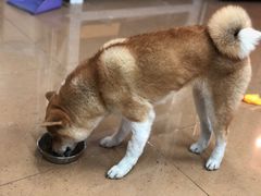 -安安宠医·安宠宠物医院