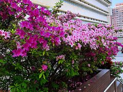 -香港大学