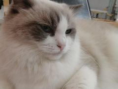 -喵园·猫主题咖啡厅·撸猫·猫咖(国贸店)