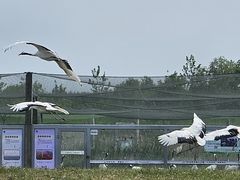 -盐城丹顶鹤湿地生态旅游区