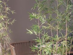 -绿茶餐厅(淮安吾悦广场店)