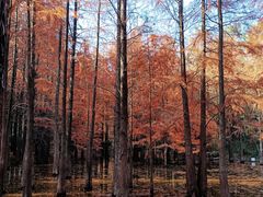 -青龙山国家森林公园
