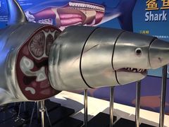 -烟台海昌鲸鲨海洋公园