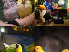-正佳雨林生态植物园