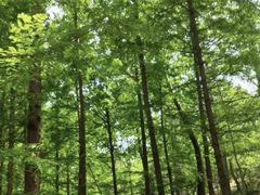 -白水寺森林公园