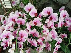 -北京植物园-展览温室