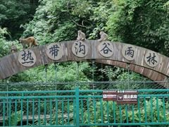 -西双版纳原始森林公园