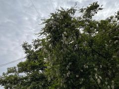 -白塔山公园