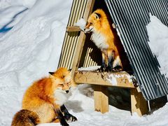 -宫城藏王狐狸村