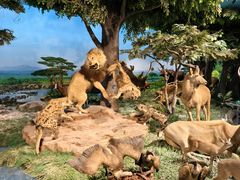 -国家自然博物馆