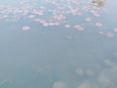 -前关湿地公园