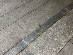 -北京索菲特大酒店
