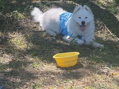 -爪吧宠物乐园 (温榆河示范区店)