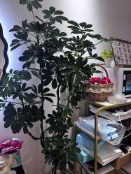 -今玥美甲美睫