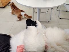 -怪兽屋·羊驼·猫咖·狗咖(俊华广场店)