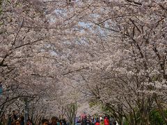 -高东镇樱花园