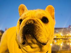 -瑞派宠物医院·犬猫全科·猫友好(宾水西道店)